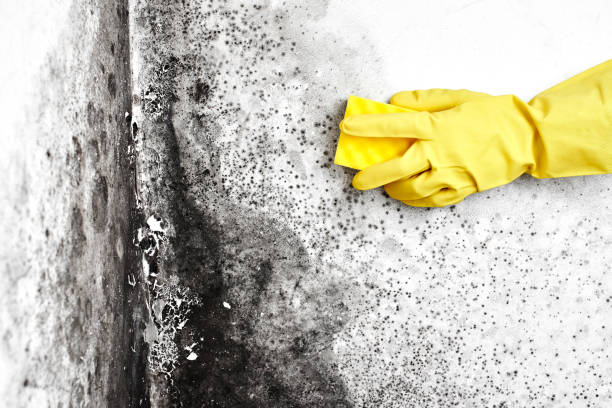 Best Black Mold Removal  in East Brady, PA