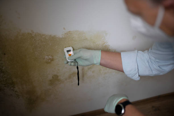 Best Commercial Mold Removal  in East Brady, PA