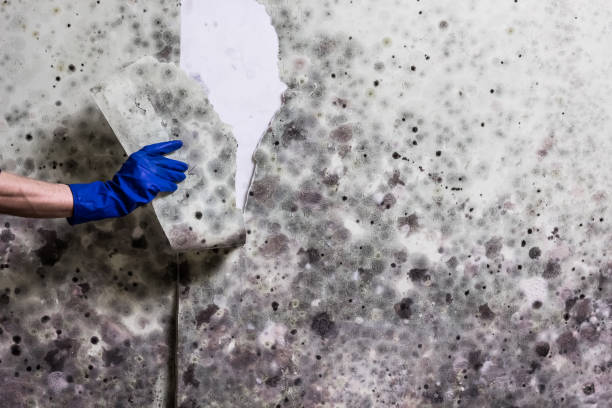 Best Toxic Mold Removal  in East Brady, PA