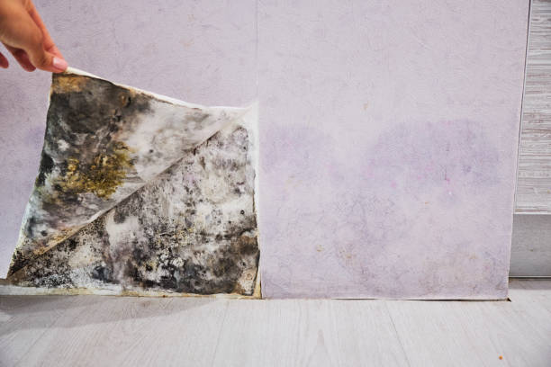 Best Professional Mold Removal  in East Brady, PA